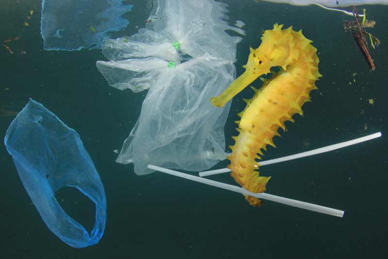 yellow sea horse surrounded by plastic bags and plastic waste